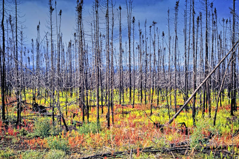 Recovering from a forest fire, Eagle Plains, Dempster Hwy, Yukon